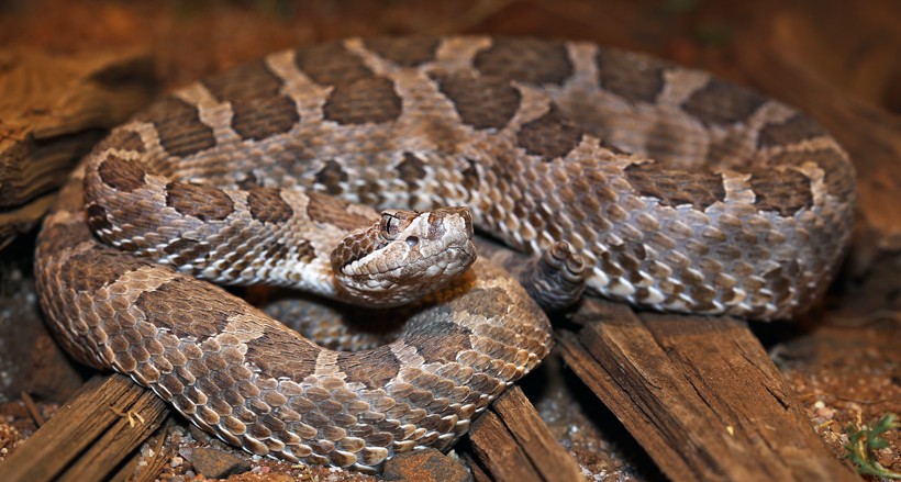 Desert Massasauga Rattlesnake (Sistrurus catenatus edwardsii)