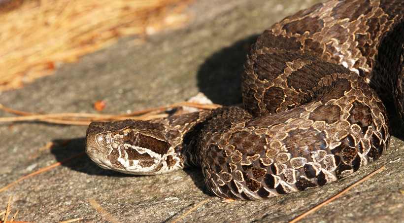 Eastern Massasauga Snake lying on a stone