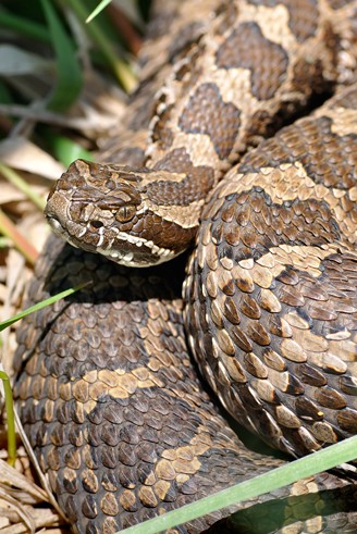 Closeup Eastern Massasauga Rattlesnake