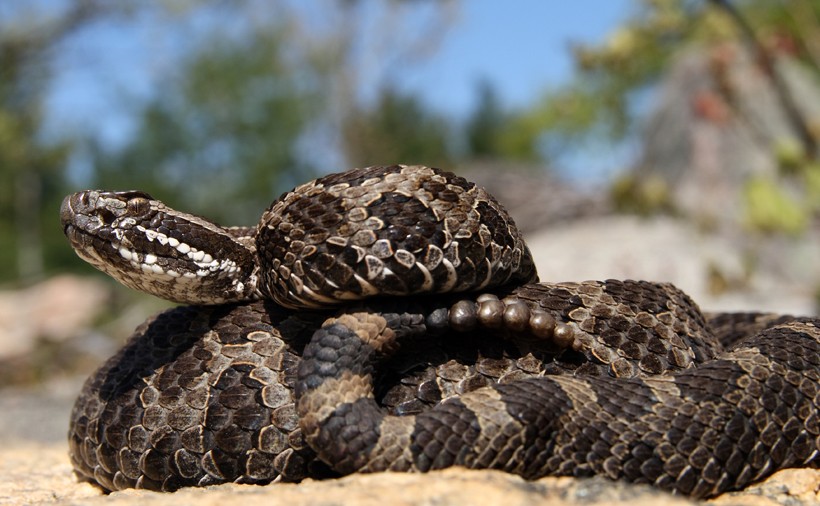 Eastern massasauga, Ontario, Canada