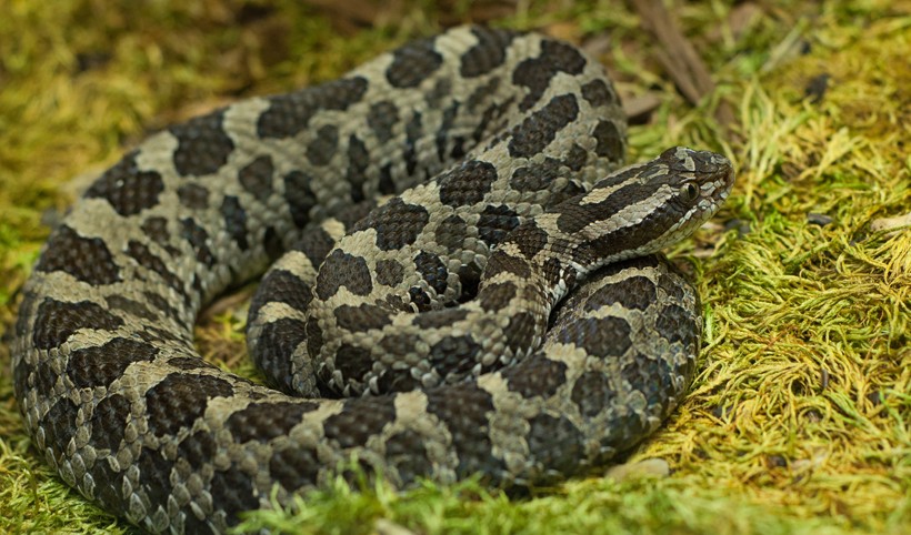 Eastern Massasauga Rattlesnake (Sistrurus catenatus catenatus)