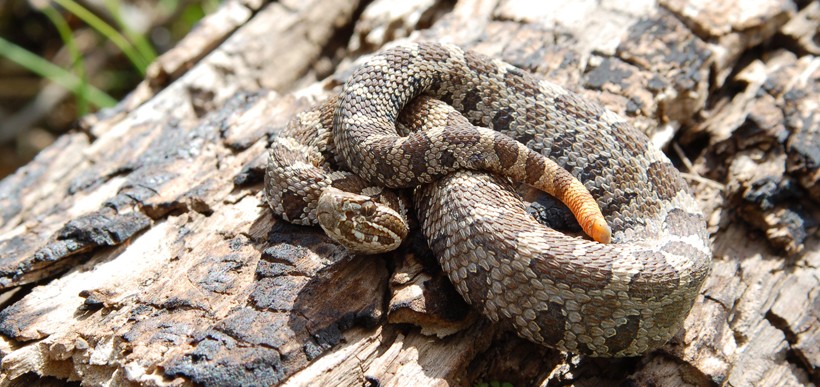 Eastern massasauga rattlesnake on a trunk