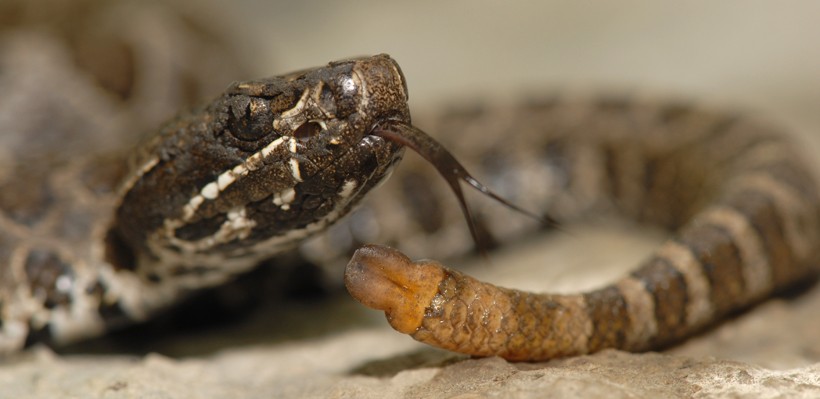 rattle of a newborn massasauga rattlesnake