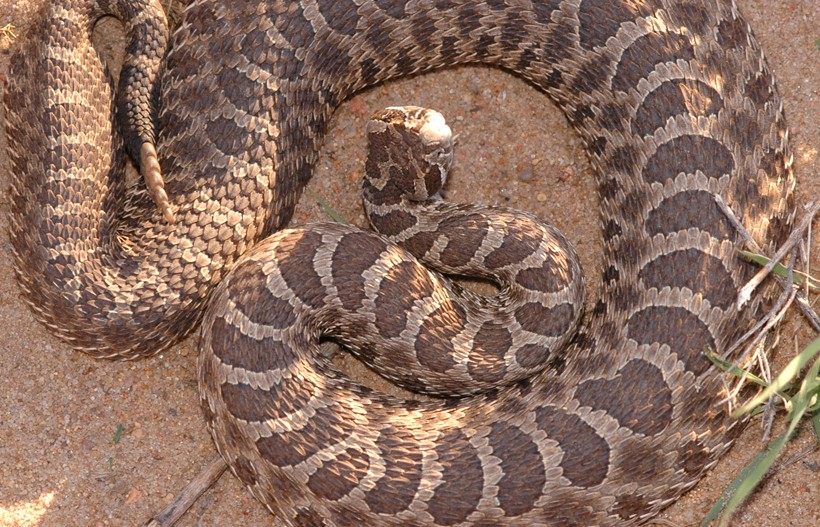 Western Massasauga Rattlesnake (Sistrurus catenatus tergeminus)