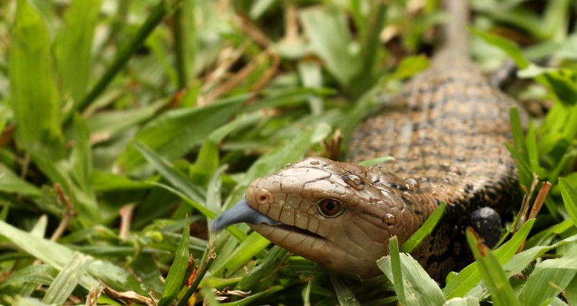 Merauke blue-tongued skink