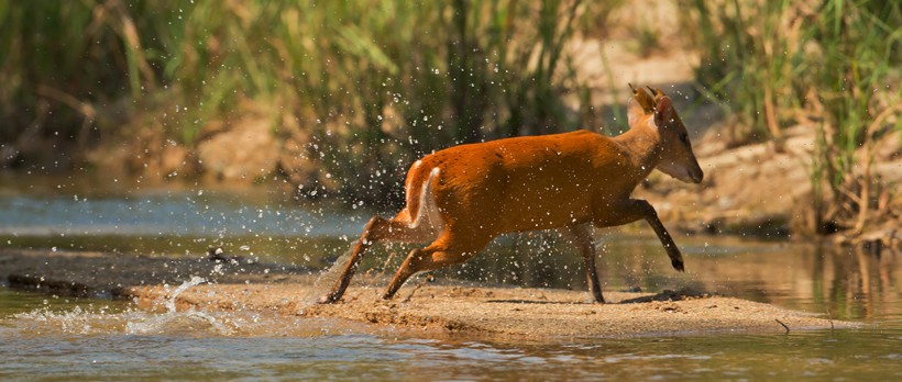 They prefer woodlands that are close to water sources. Muntjac deer crossing water