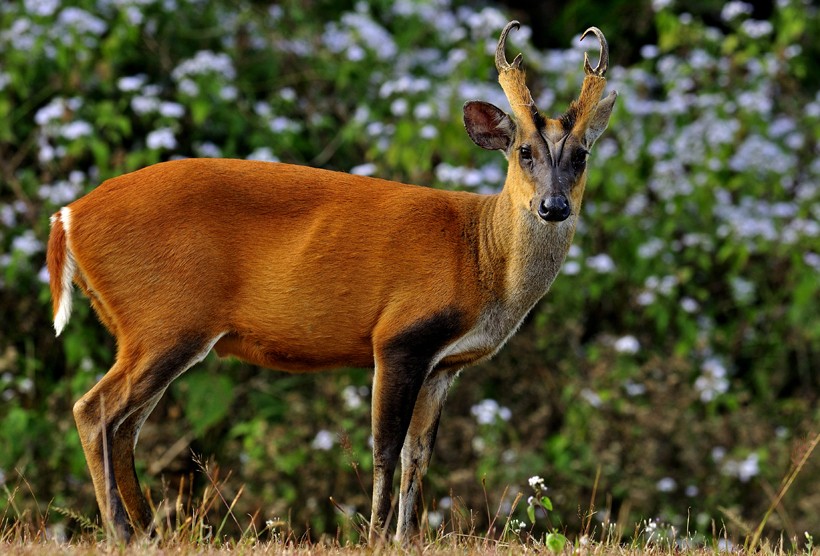 Fea's Muntjac