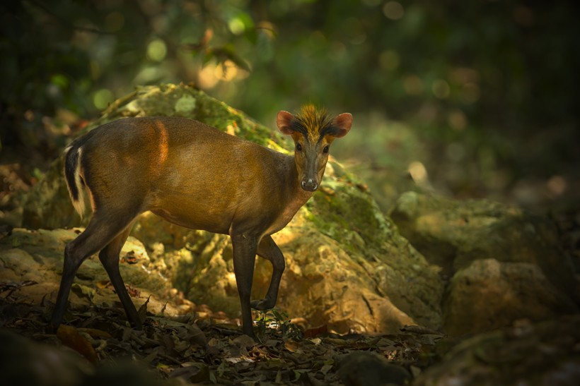 Fea's muntjac in the jungle of Thailand