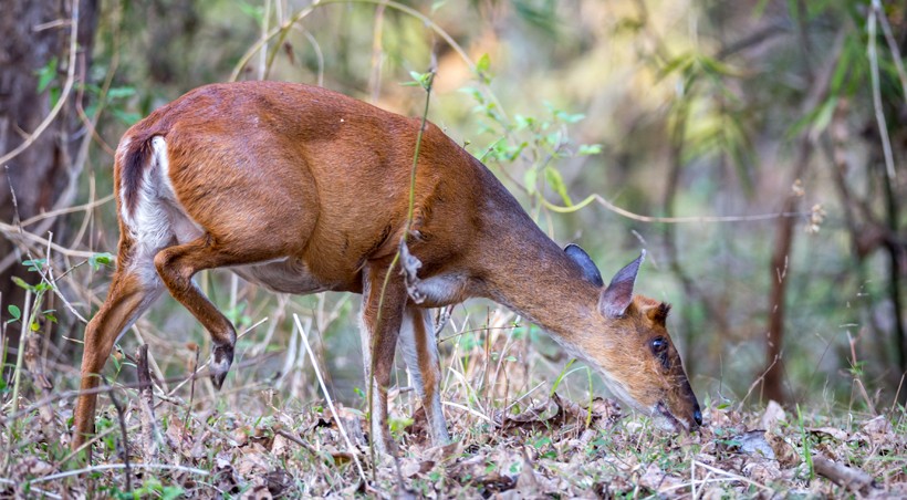 Muntjac deer eating grass