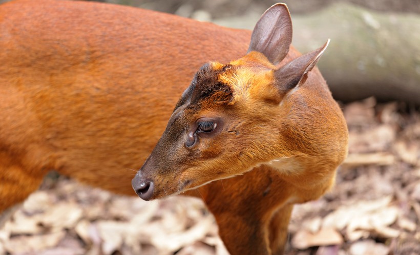 Indian muntjac deer (female) Indian muntjac deer (female)