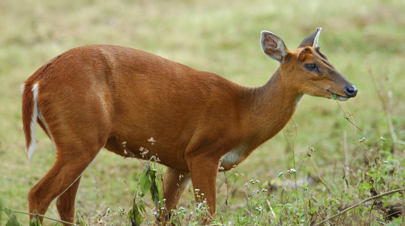 Muntiacus muntjac Female indian muntjac
