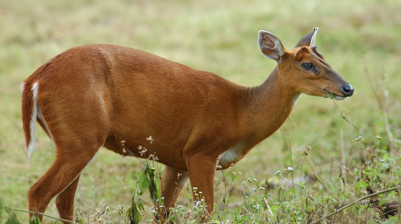 Female indian muntjac