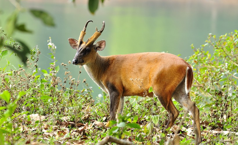 Muntjac, or barking deer at a lake