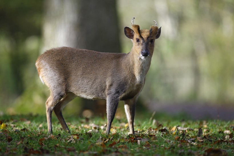 Reeves' Muntjac or Chinese muntjac