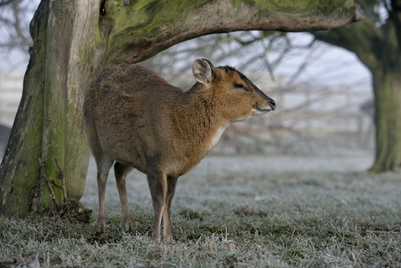 Small muntjac under a tree