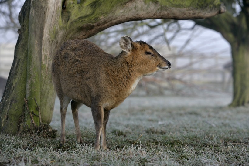 Muntjacs weights only between 10 to 20 kg Small muntjac under a tree