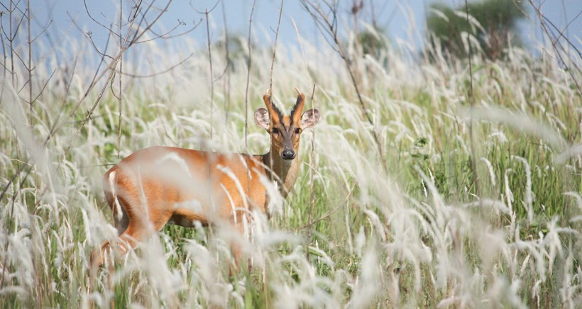 Muntjac deer in a habitat with long grass