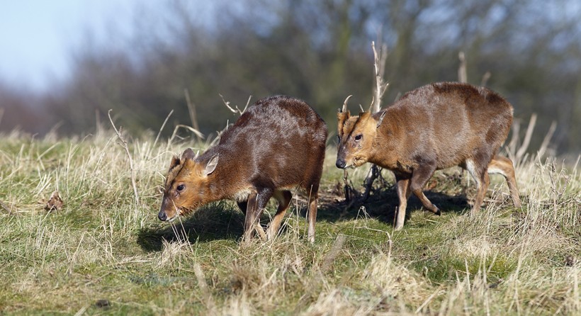However, the adults have more muscular and sturdier bodies. Two muntjac deers in grassland