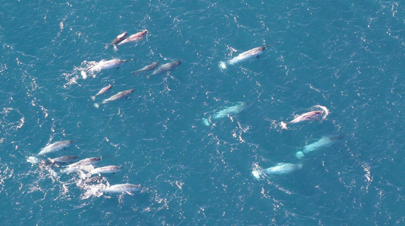 During the summer season many migration groups come together and increase the population strength to around 500 to 1000 individuals. Group of narwhals swimming, Greenland