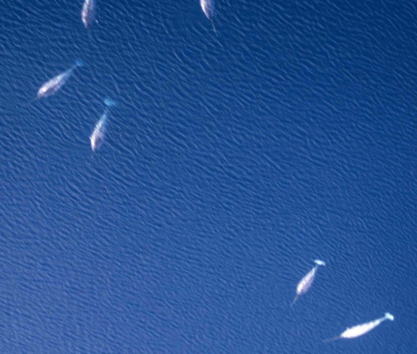 A group of Narwhals mostly consists of 5-10 members. Group of narwhals
