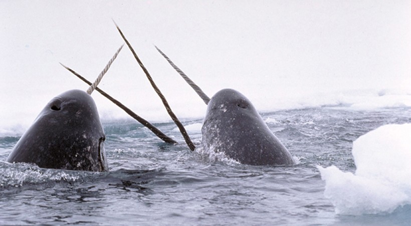 Narwhals breaching ice