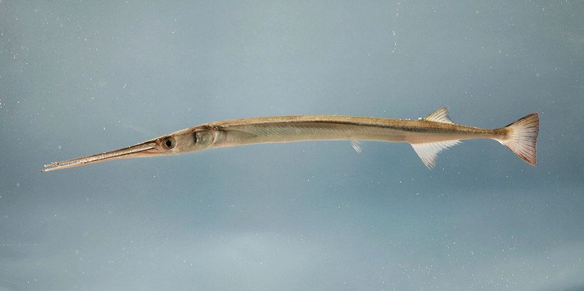 Atlantic needlefish (Strongylura marina), Gulf of Mexico.