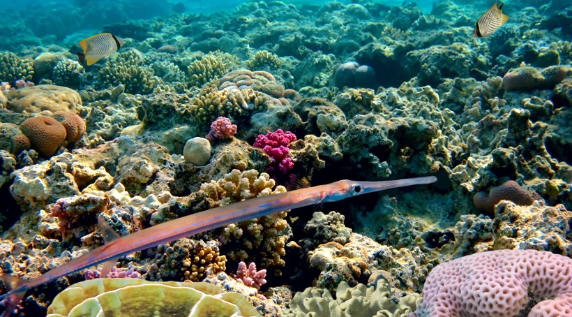 Most species of needlefish migrate to shallow waters for spawning. Needlefish swimming in a coral reef