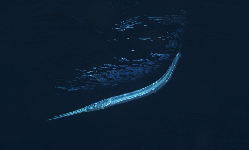 The name needlefish is given as the elongated mouth resembles a needle. Needlefish in Red Sea, Egypt
