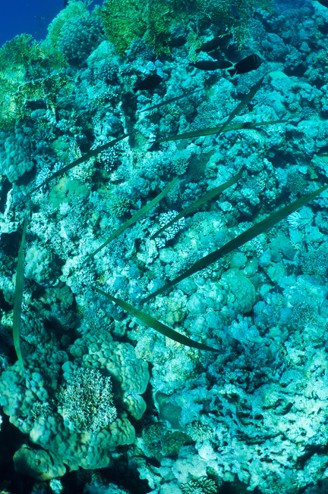 Shoals of needlefish in coral, red sea, Egypt