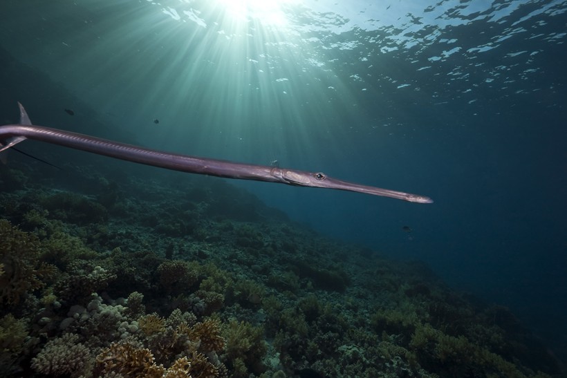 They can grow more than 1 meter in length Needlefish coral reef, red sea