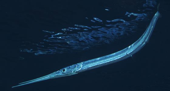 giant needlefish