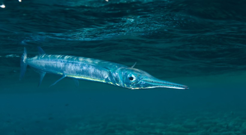 Tylosurus choram, or Red Sea houndfish, swimming close to the surface