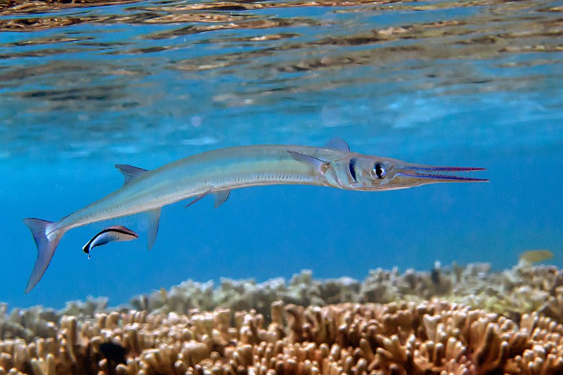 Tylosurus crocodilus or Houndfish, bunaken island, sulawesi, indonesia