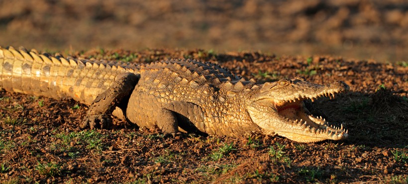 Nile crocodile basking in the sun, South Africa