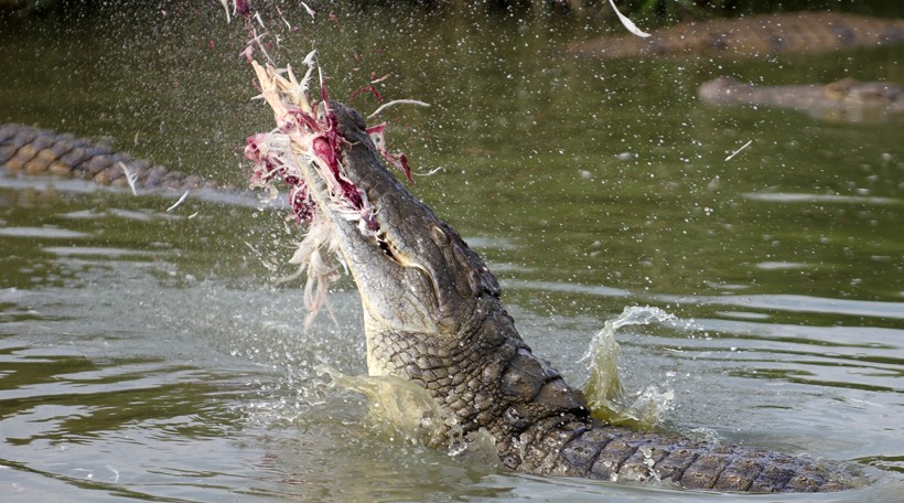 Nile crocodile catching a bird