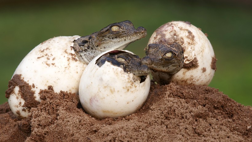 Nile crocodile newborns hatch from the eggs