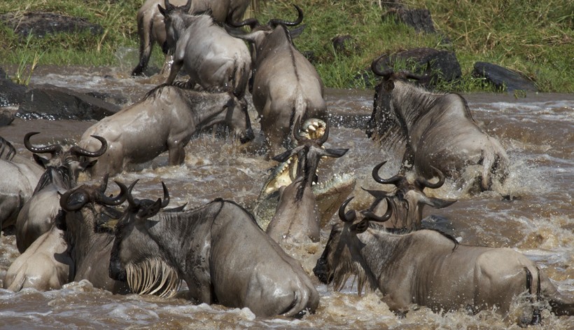 Nile crocodile attacks a wildebeest during the mara river crossing, masai mare, Kenya 