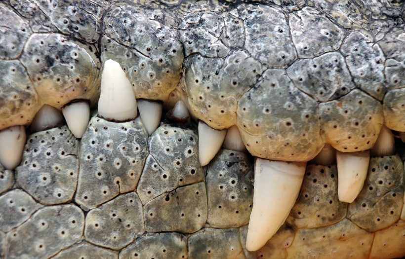 Closeup mouth and conical teeth nile crocodile