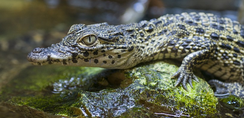 Small newborn nile crocodile