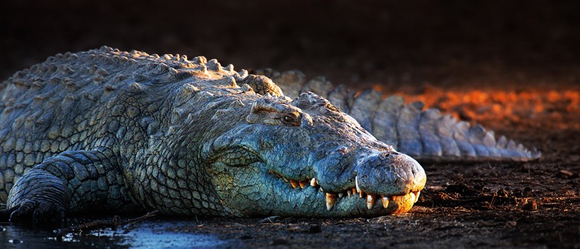 Nile crocodile on a riverbank, last light of day, kruger national park South Africa