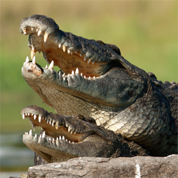 Nile Crocodile