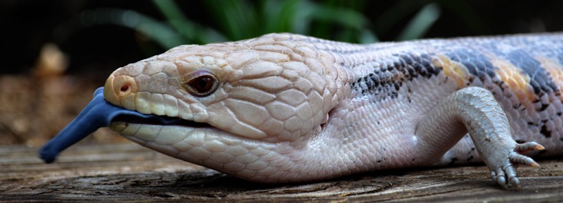 Tiliqua scincoides intermedia Northern blue-tongued skink