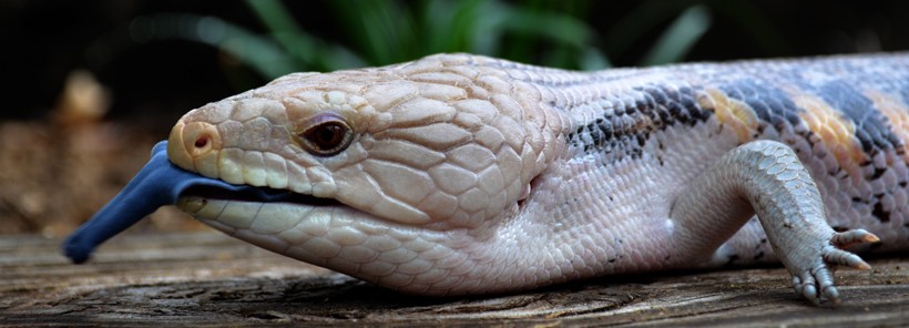 Northern blue-tongued skink