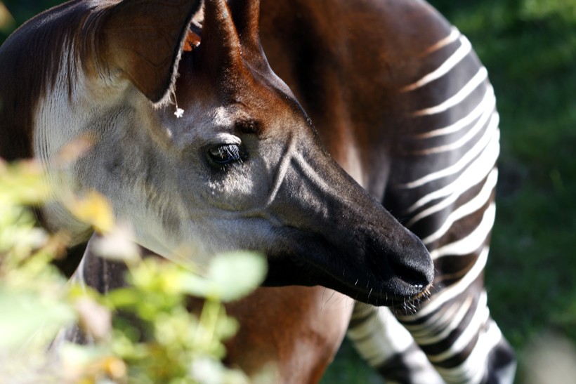 As herbivores, Okapis feed leaves, twigs and shoots of around 100 different plant species. Closeup okapi