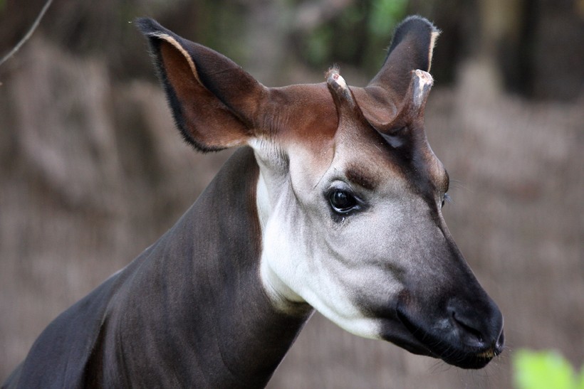 Closeup horned head Okapi