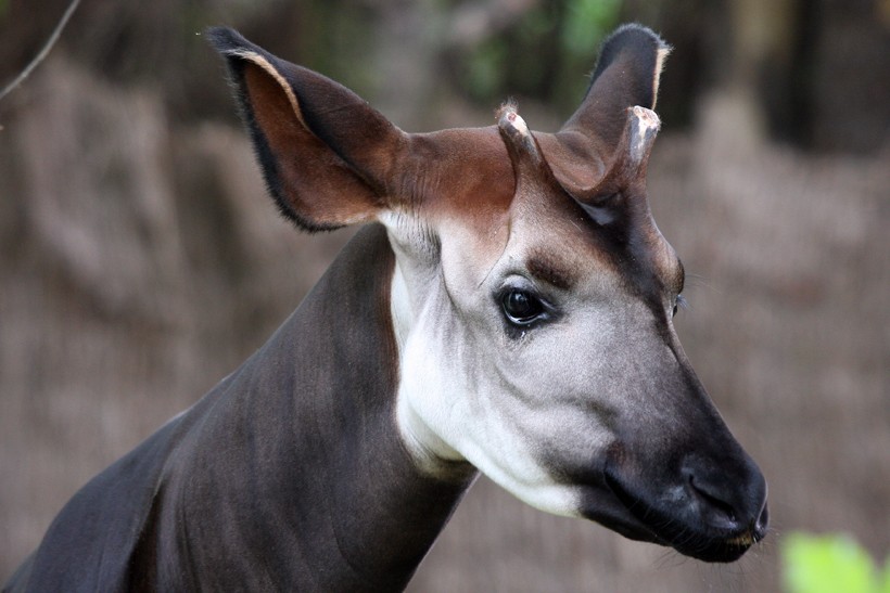 Horns are seen only in male Okapis while both the sexes of Giraffe bear horns. Closeup horned head Okapi