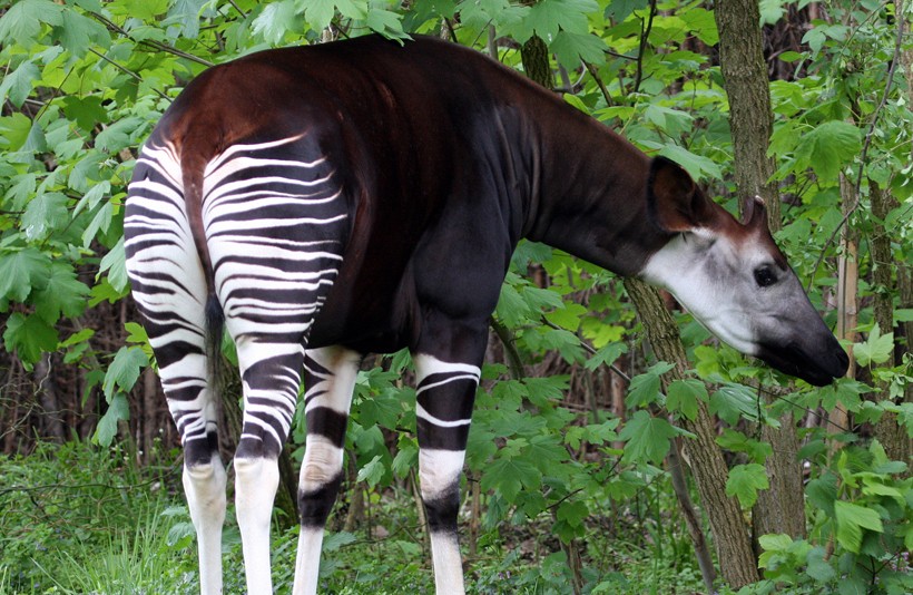 The body of this animal has adapted well to the tropical climate of its habitat. Okapi body