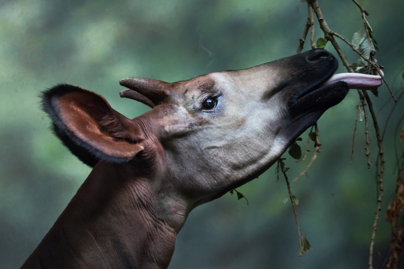 Closeup horned head Okapi Long prehensile black tongue okapi