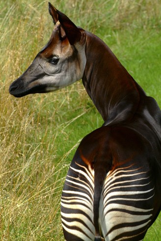 Portrait image Okapi