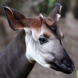 Okapi